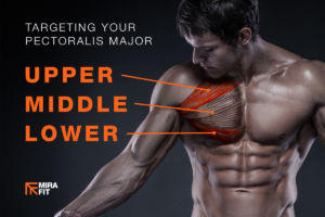 The upper chest, middle chest and lower chest shown - Pectoralis Major
