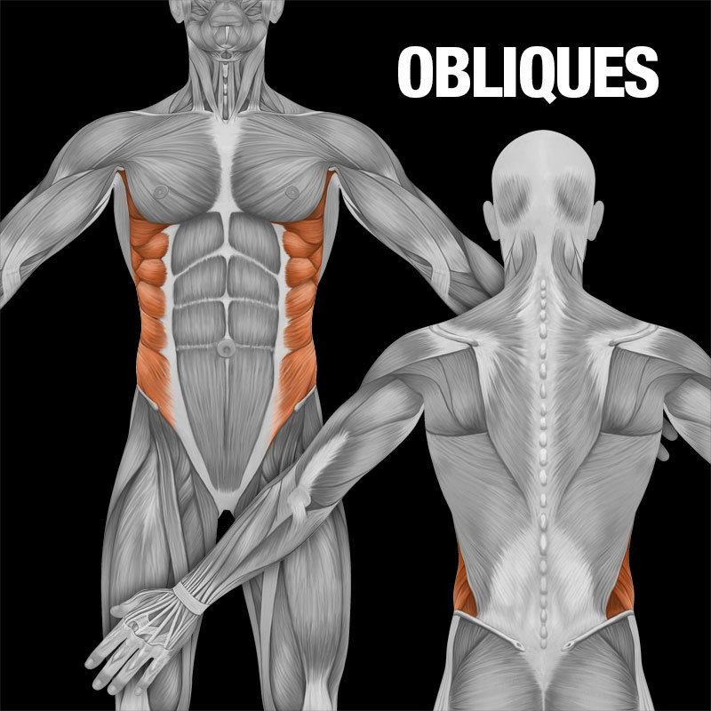 Muscle Groups Explained | Mirafit