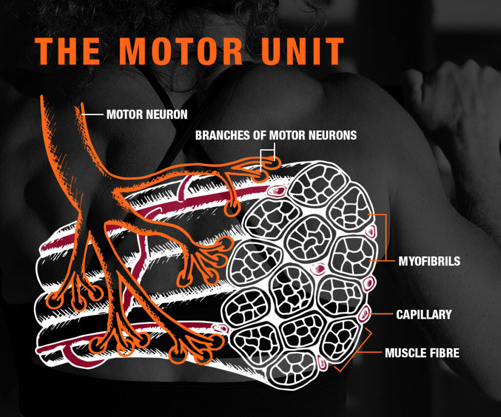 Motor Units