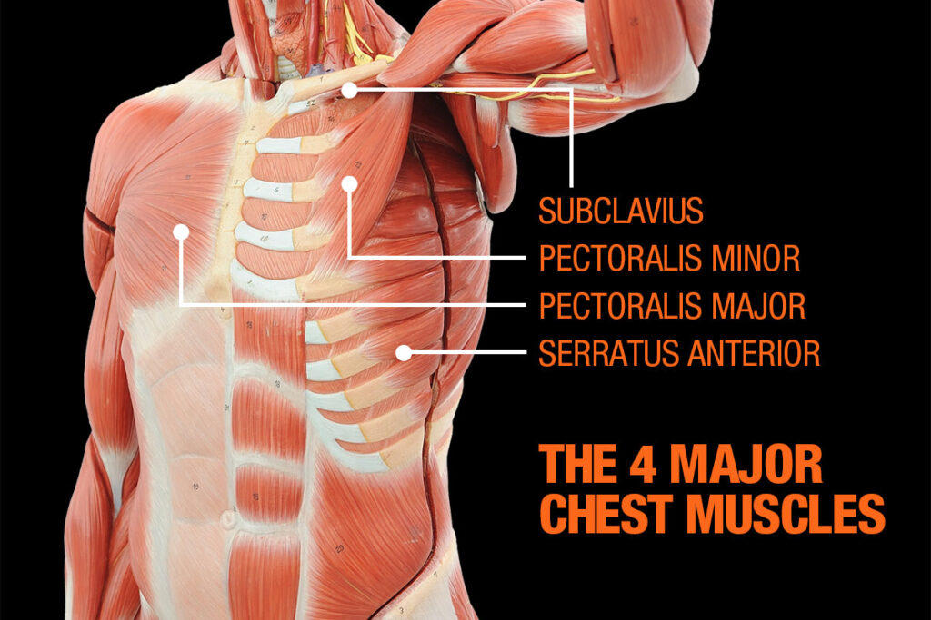 Mirafit Chest Muscles
